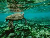 Γενικός Δ/ντής Greenpeace στο ΕΡΤNews: Φιλόδοξα και στη σωστή κατεύθυνση τα μέτρα για τα θαλάσσια πάρκα