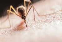 Ιταλία: Mετά από 50 χρόνια επανεμφανίστηκε το κουνούπι Anopheles