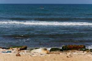 Νότια Αφρική: Έξι φώκιες ξεβράστηκαν νεκρές σε παραλία