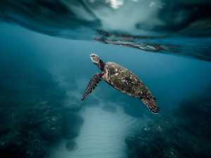 Έρευνα: Τα κελύφη των χελωνών καταγράφουν την πυρηνική ιστορία