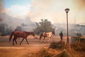 Πυρκαγιές: Οδηγίες για τον απεγκλωβισμό ζώων