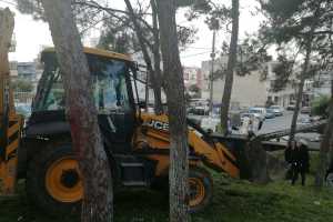 Ηράκλειο: Ασφαλιστικά μέτρα κατέθεσαν οι κάτοικοι των Δειλινών για τα 68 δέντρα - Έγιναν δεκτά και σταμάτησε η κοπή (pics)