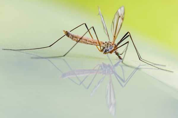 Τι κρατάει τα κουνούπια μακριά σύμφωνα με τους επιστήμονες