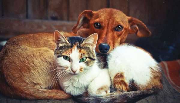 Συνεχίζεται το πρόγραμμα δωρεάν στείρωσης σε δεσποζόμενα ζώα συντροφιάς από τον Δήμο Χανίων