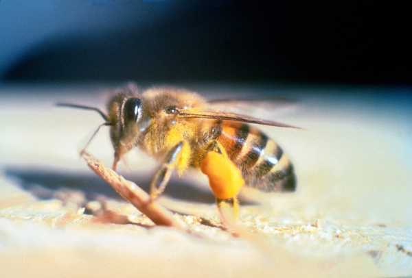 Ένας άνδρας δέχθηκε επίθεση από σμήνος μελισσών και επέζησε
