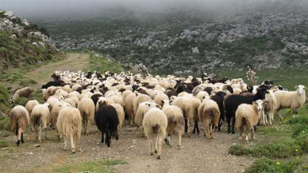 Κτηνοτρόφοι: «Χάθηκαν» στη... μέτρηση - Μόνο 6 εκατ. πρόβατα λιγότερα υπολογίζει η ΕΕ στην Ελλάδα
