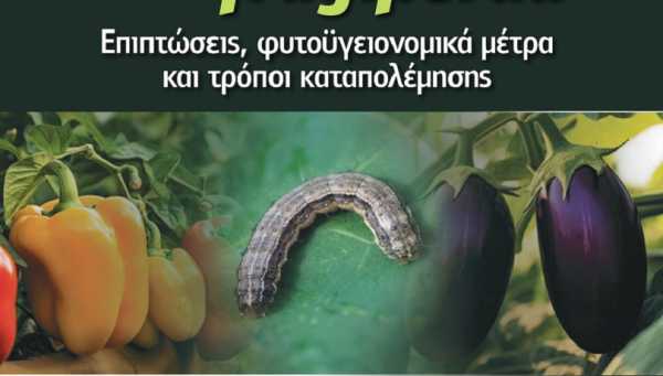 Ενημερωτικές εκδηλώσεις από την Περιφέρεια Κρήτης για την πρώτη εμφάνιση του εντόμου – εχθρού καραντίνας «Spodoptera fruigipedra»