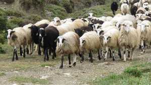 Φθιώτιδα: Εντοπίσθηκε κρούσμα ευλογιάς σε πρόβατα στη Μαλεσίνα