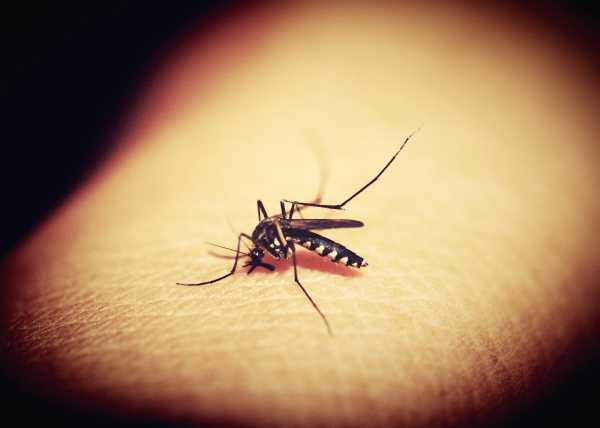 Ισραήλ: Επιστήμονες ανέπτυξαν ένα αντικουνουπικό που διώχνει το 99% των κουνουπιών