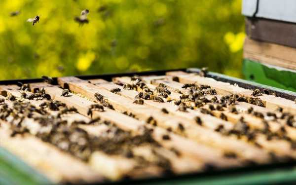 Καναδάς: Μάζεψαν 5 εκατ. μέλισσες που είχαν διαφύγει