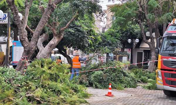 Χανιά: Κλαδεύουν τα δέντρα στην Πλατεία Κοτζάμπαση (φώτο)