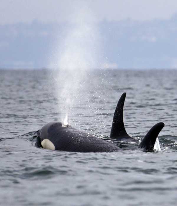 Γιατί οι φάλαινες δολοφόνοι δεν σταματάνε να χτυπούν τις βάρκες στην Ισπανία