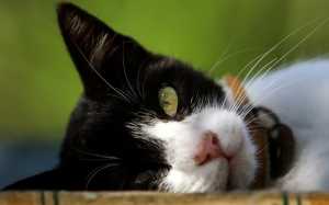 Βρετανία: Η κυβέρνηση σκεφτόταν να σκοτώσει όλες τις γάτες στην αρχή της πανδημίας