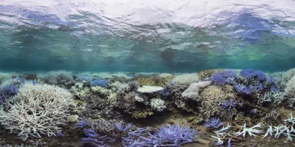 Κλιματική κρίση: Η υπερθέρμανση των ωκεανών απειλεί τα κοράλλια