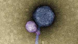 Επιστήμονες ανακάλυψαν ιούς βαμπίρ που επιτίθενται σε άλλους ιούς