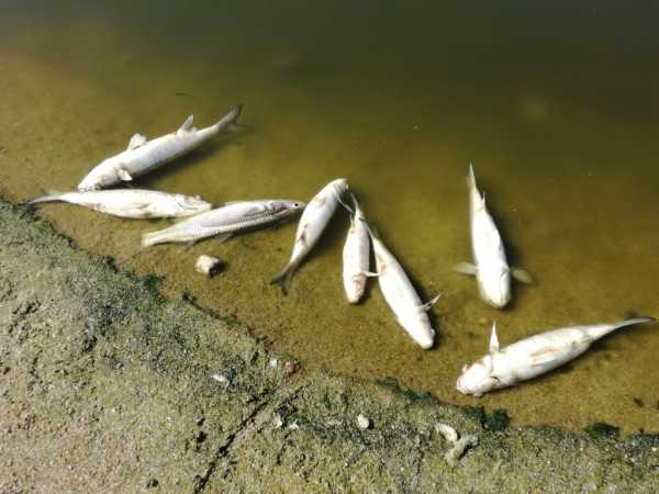 Ηράκλειο: Με τη μέθοδο του περιβαλλοντικού dna επιχειρούν να απαντήσουν στο ερώτημα γιατί πεθαίνουν τα ψάρια στον Αποσελέμη