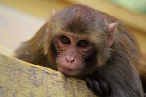 Η υπερχρεωμένη Σρι Λάνκα, πουλάει 100.000 macaca στην Κίνα – Αγωνία για την τύχη τους