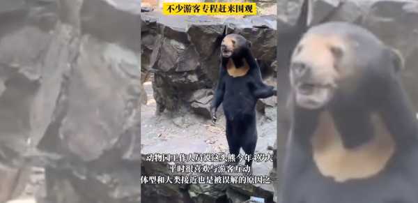 Κίνα: Συρρέουν για την Αγκέλα, τον «άνθρωπο με στολή αρκούδας» – Στους 20.000 την ημέρα οι επισκέπτες του ζωολογικού κήπου