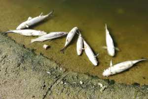 Νεκρά ψάρια στις εκβολές του Αποσελέμη: Μία «ανάσα» από την παραλία της Ανάληψης η οικολογική καταστροφή - Πού οφείλεται το φαινόμενο (vid)