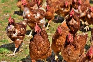 Βρετανία: Επιστήμονες εντόπισαν γονίδιο που προστατεύει από τον ιό της γρίπης των πτηνών