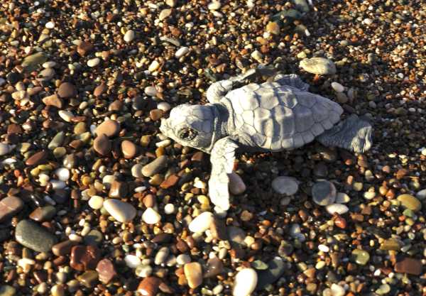 Ισπανία: Δύο χελώνες καρέτα-καρέτα γέννησαν τα αυγά τους σε παραλίες της Βαλένθιας