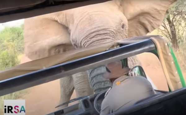 Βίντεο – Ν. Αφρική: Ελέφαντας προσπαθεί να αναποδογυρίσει λεωφορείο με τουρίστες σε σαφάρι