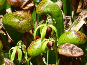 Ερευνητές κατάφεραν να ελέγξουν σαρκοφάγο φυτό με ένα smartphone