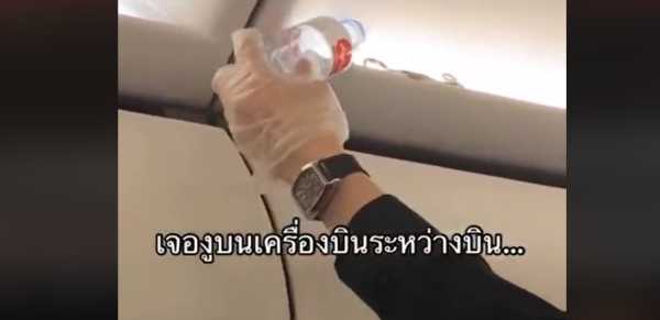Ταϊλάνδη: Χάος σε πτήση από την Μπανγκόκ- Φίδι εντοπίστηκε μέσα σε αεροσκάφος