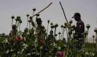 Μιανμάρ: Πρώτη στον κόσμο πλέον στην παραγωγή οπίου