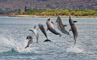 Εντυπωσιακές σπάνιες εικόνες από χιλιάδες δελφίνια ακροβάτες (βίντεο)
