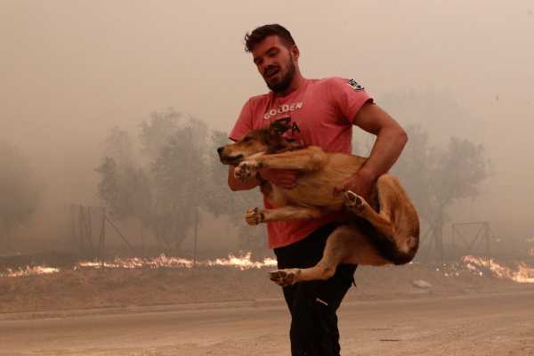 Φυλή: Κάτοικοι σώζουν τα ζώα από την φωτιά