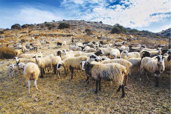 Κρήτη: Ξεμένουν από ρευστό και οι κτηνοτρόφοι - Όσο δεν ανοίγει το ΟΣΔΕ, δεν μπορούν να ενεργοποιήσουν την “Κάρτα του Αγρότη”