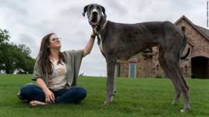 Ο Δίας, ο ψηλότερος σκύλος στον πλανήτη πέθανε σε ηλικία 3 ετών – Είχε μπει στο βιβλίο Γκίνες