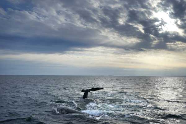 ΗΠΑ: Τοξικά φύκια σκοτώνουν εκατοντάδες φάλαινες και θαλάσσια λιοντάρια