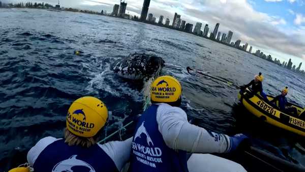 Βίντεο: Μεγάπτερη φάλαινα απελευθερώνεται από δίχτυα στην Αυστραλία