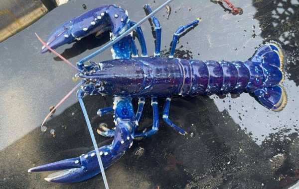 Βορειοϊρλανδός ψαράς βρήκε σπάνιο, φωτεινό μπλε αστακό