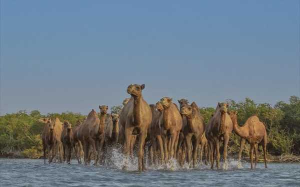 Η Σαουδική Αραβία διανύει το έτος της καμήλας. Τι σημαίνει αυτό;