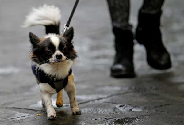 Ιταλία: Μέσω DNA ο εντοπισμός όσων αφήνουν τα περιττώματα των σκύλων τους στον δρόμο