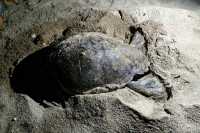 Απίστευτες εικόνες στο Ρέθυμνο: Χελώνα έψαχνε για ώρες να γεννήσει - Έκανε τα αυγά της ανάμεσα σε ξαπλώστρες (pics)